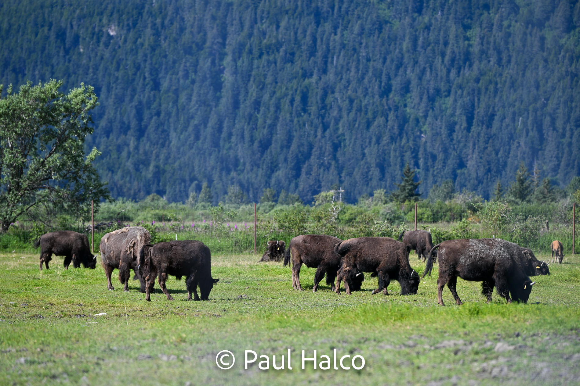Paul Halco - General Alaska-42